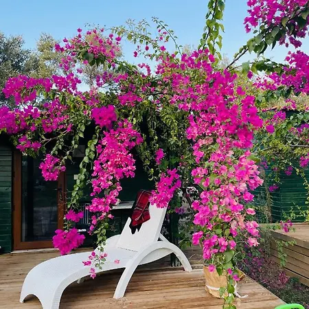 My بيت خشبي ميسوديه